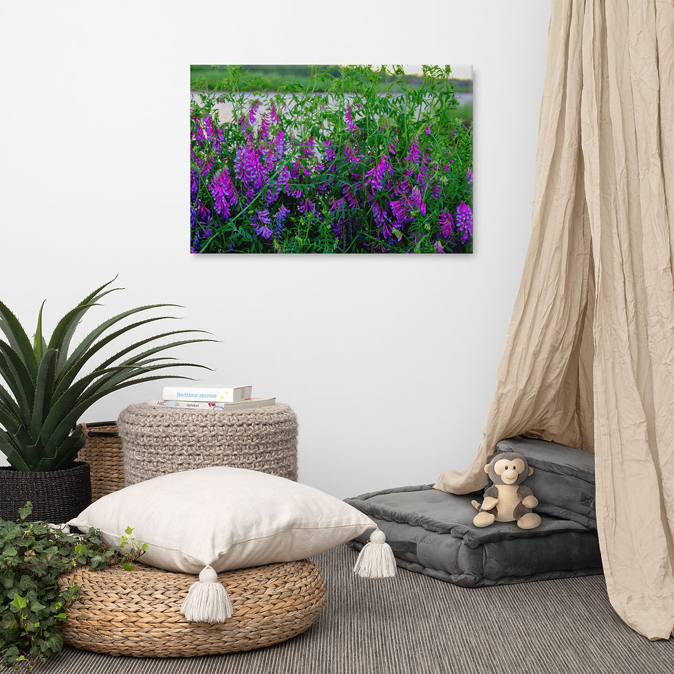 vicia villosa on Canvas