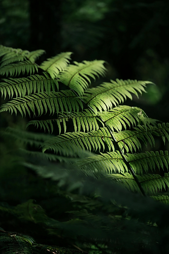 New Zealand Fern.png