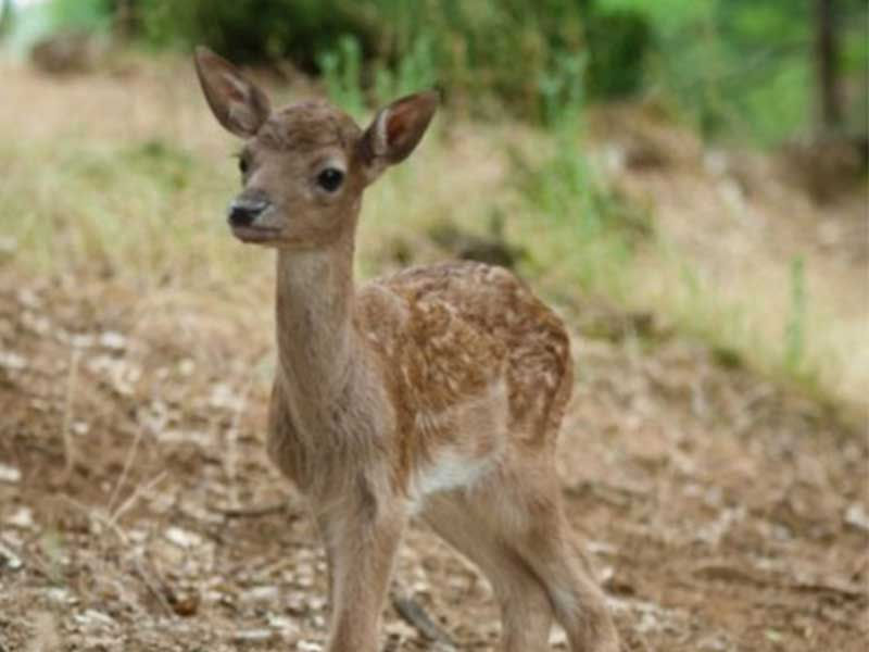 La tutela della fauna selvatica nella provincia di Como.