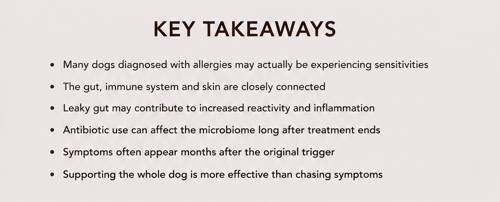 Slide titled KEY TAKEAWAYS lists dog allergy facts about gut, immune system, antibiotics, and inflammation on a pale background.