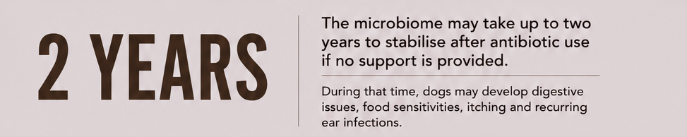 Infographic stating microbiome may take 2 years to stabilise after antibiotics; dogs may get digestive issues and itching.