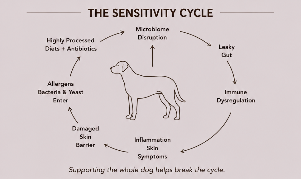 Infographic titled THE SENSITIVITY CYCLE shows a dog in a loop of microbiome disruption, leaky gut, immune dysregulation, skin symptoms.