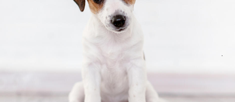 Australia’s Rawgust Revolution: Why More Dog Owners Are Going Raw