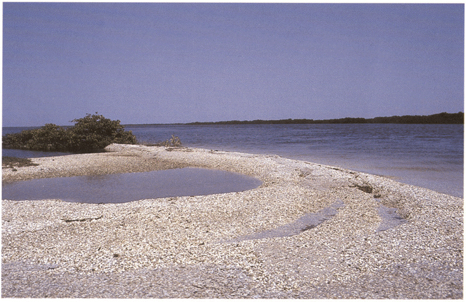 amas coquillier au Delta du Saloum