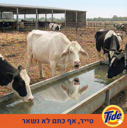 איתמר אושרי (5)