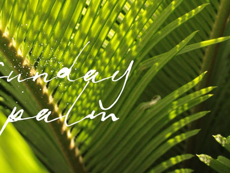 Palmās Sunday