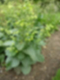 Mapacho_plant.jpeg