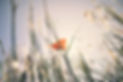 Blumenwiese.jpg