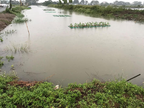Aqautic plants at a grass carp farm in Guangzhou.jpeg