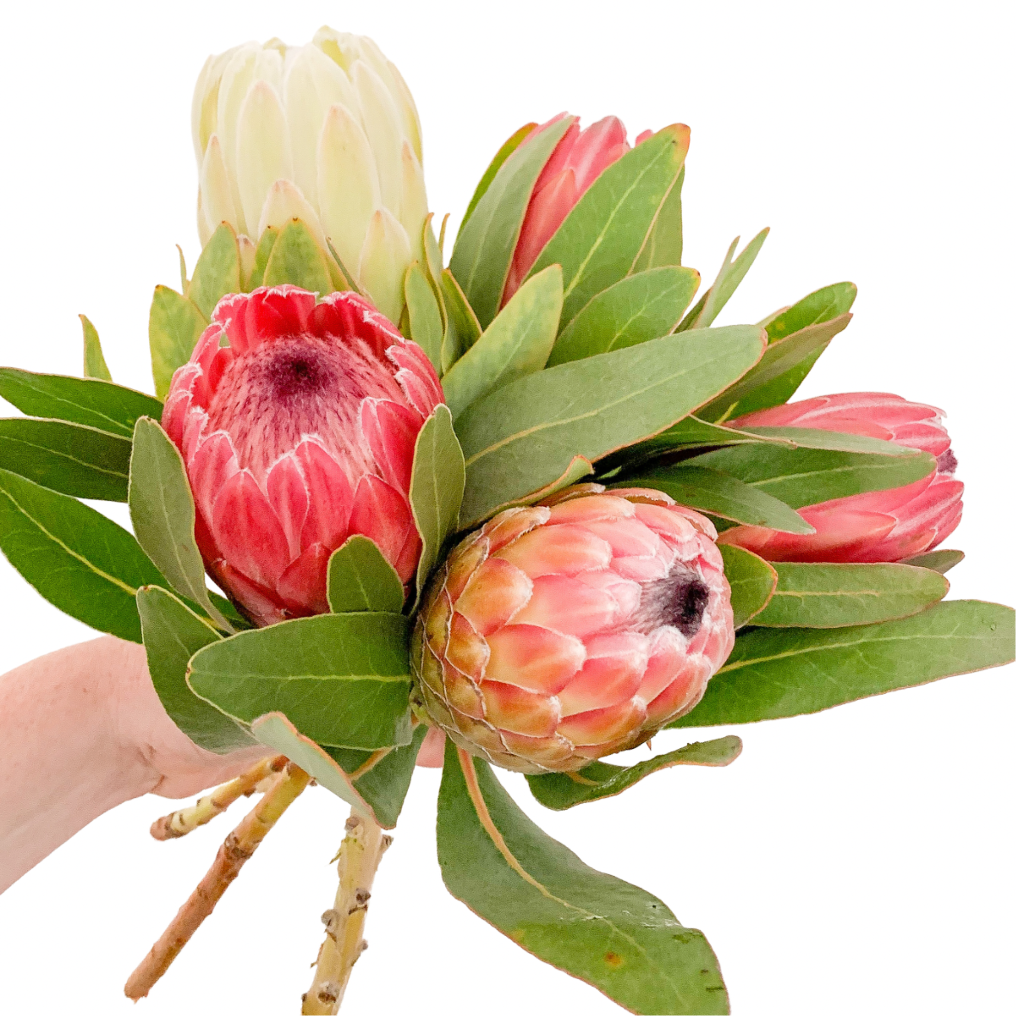 The Simple Bunch: Proteas