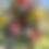 Thumbnail: Winter Paper Daisy Mixed Foliage