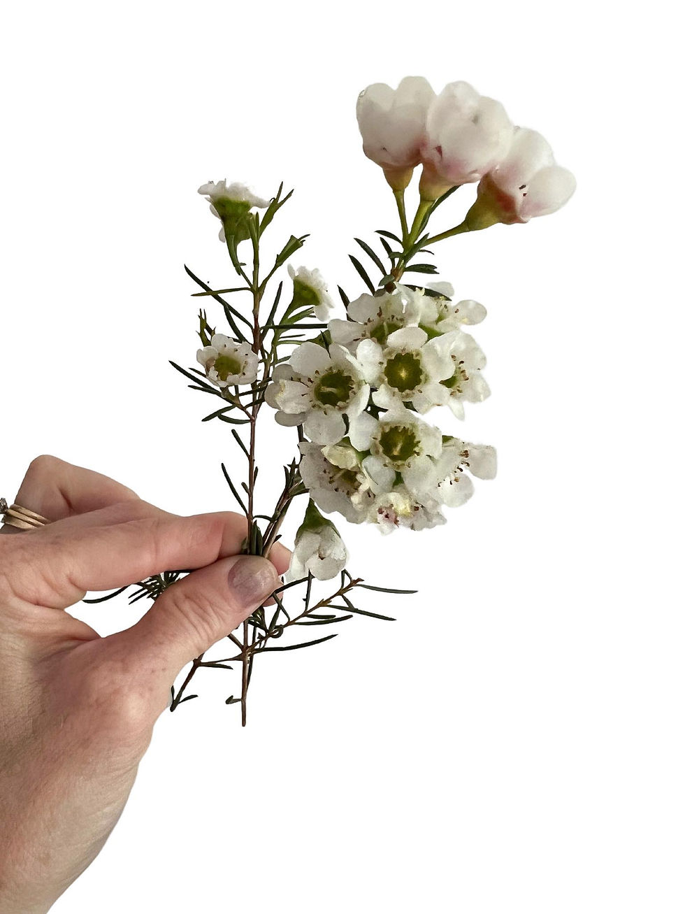 Thumbnail: The Simple Bunch: Mixed Foliage