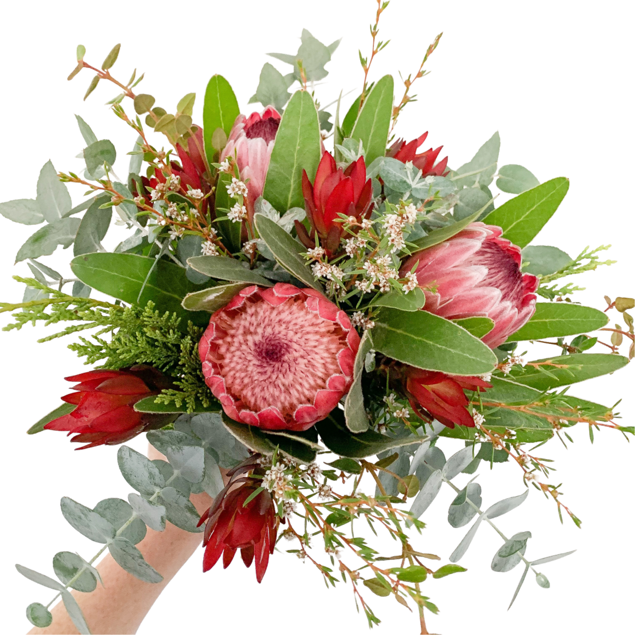 Red Ice Proteas