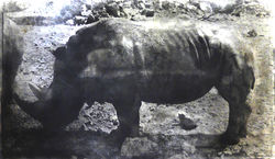 DÜRER,_je_te_montre_ta_bête__100_x_200__2015