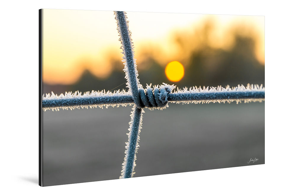 Miniaturbild: WANDBILD «FROZEN FENCE»