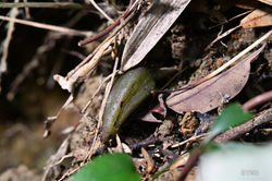 Tainia hongkongensis 香港帶唇蘭 (Photo by: YWH)