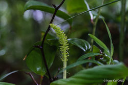 闊葉沼蘭 Dienia ophrydis (Photo by: Nate Kwong)