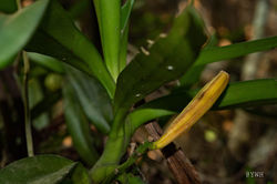 Acampe rigida 多花脆蘭 (Photo by: YWH)