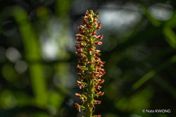 闊葉沼蘭 Dienia ophrydis (Photo by: Nate Kwong)