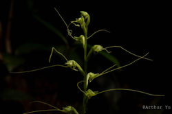 Peristylus tentaculatus Arthur Yu-01782.