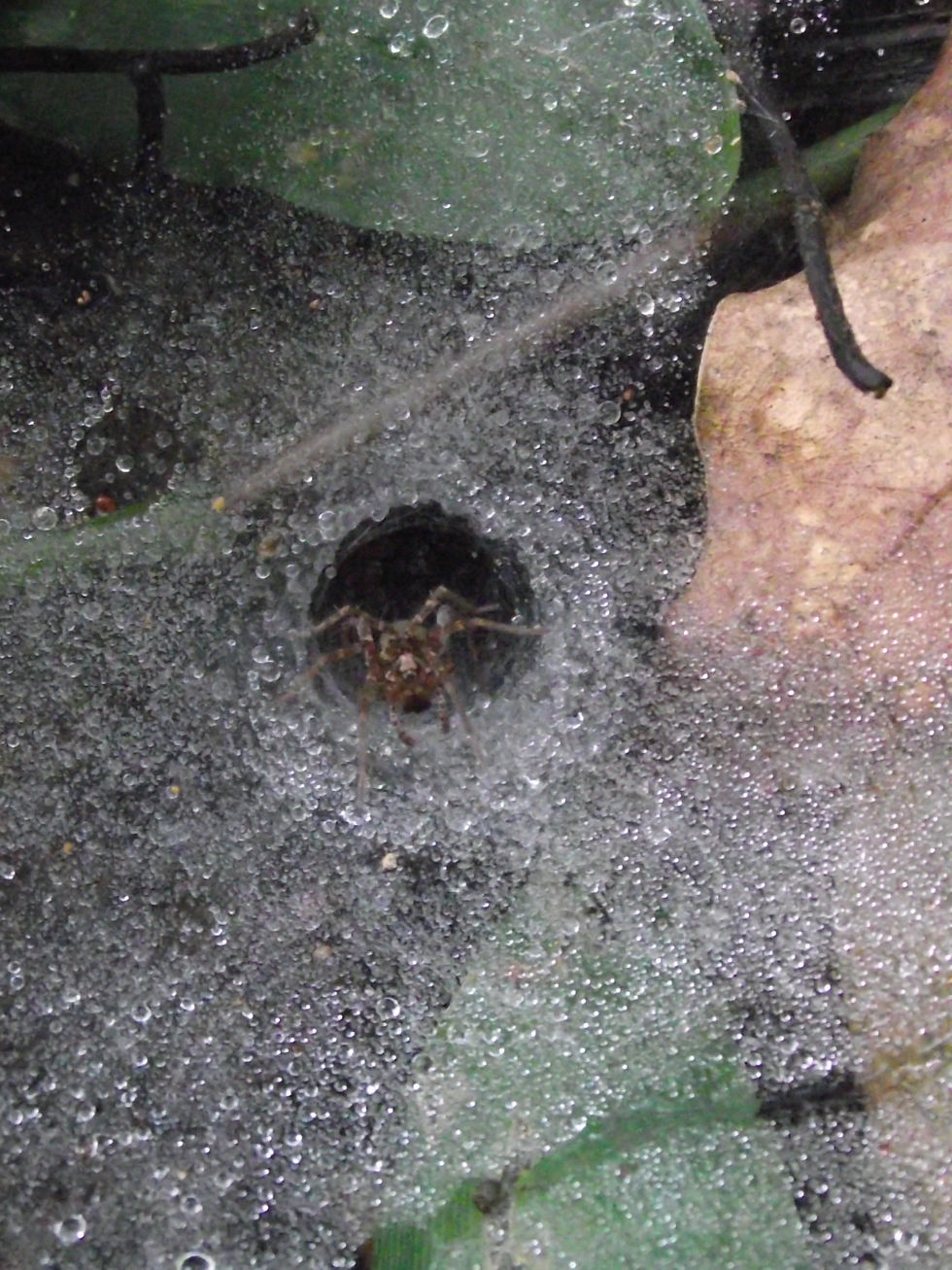 Web the Garden