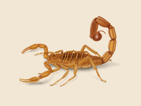 Scorpions in the West Valley: Behavior, Conducive Conditions, and How Easily They Get In