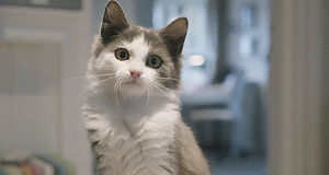 Cats-profilbilde.jpeg