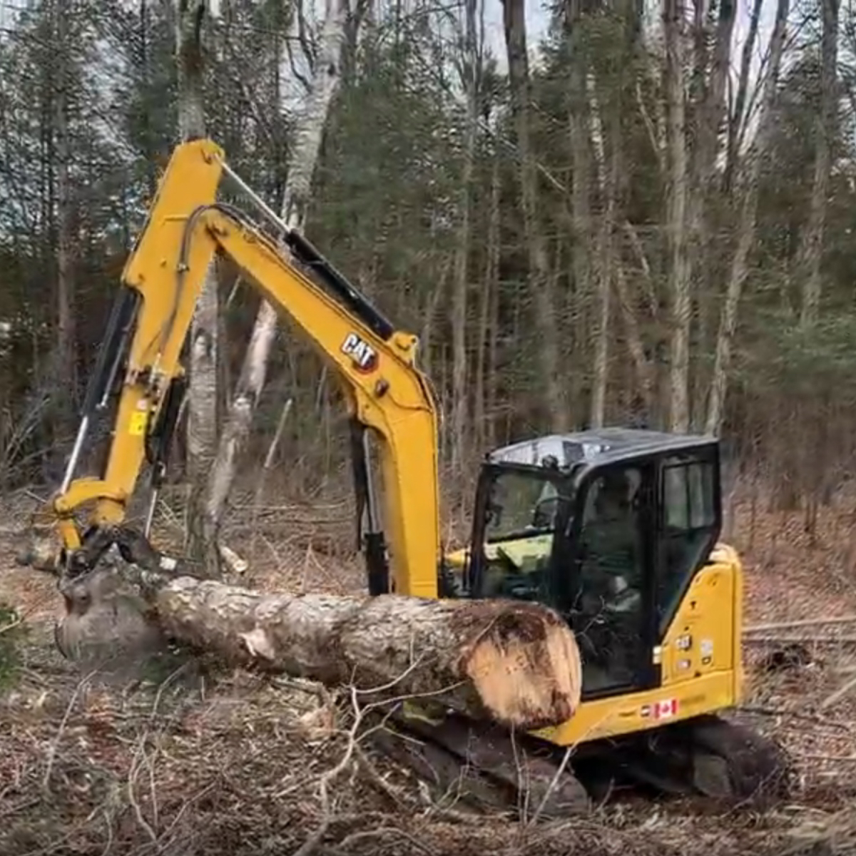 Writer: ROCKandLAND Forestry
