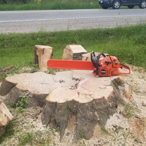 Chainsaw large tree for stump removal 