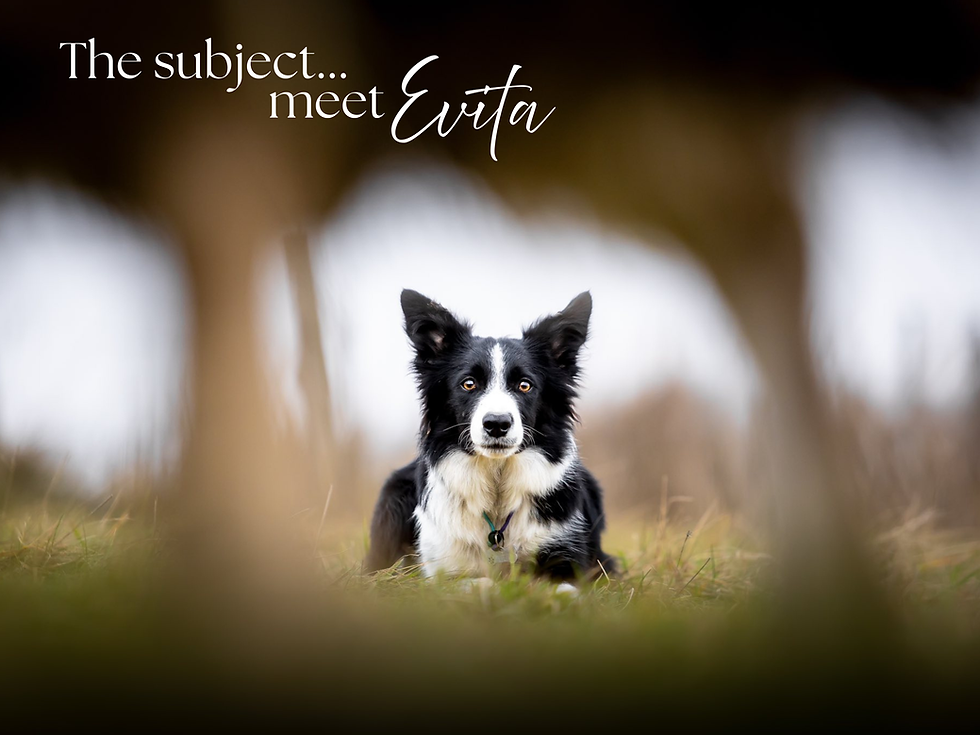 Thumbnail: Mans Best Friend - print edition