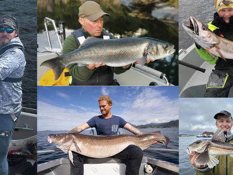 Kjempefisker på rekke og rad – 12 mann med full pott