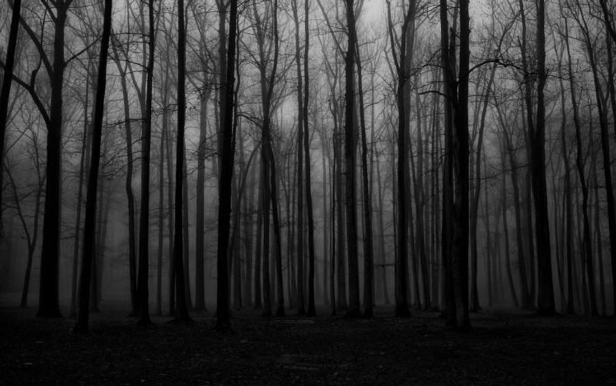 101673-forest-mist-spooky-748x468.jpg