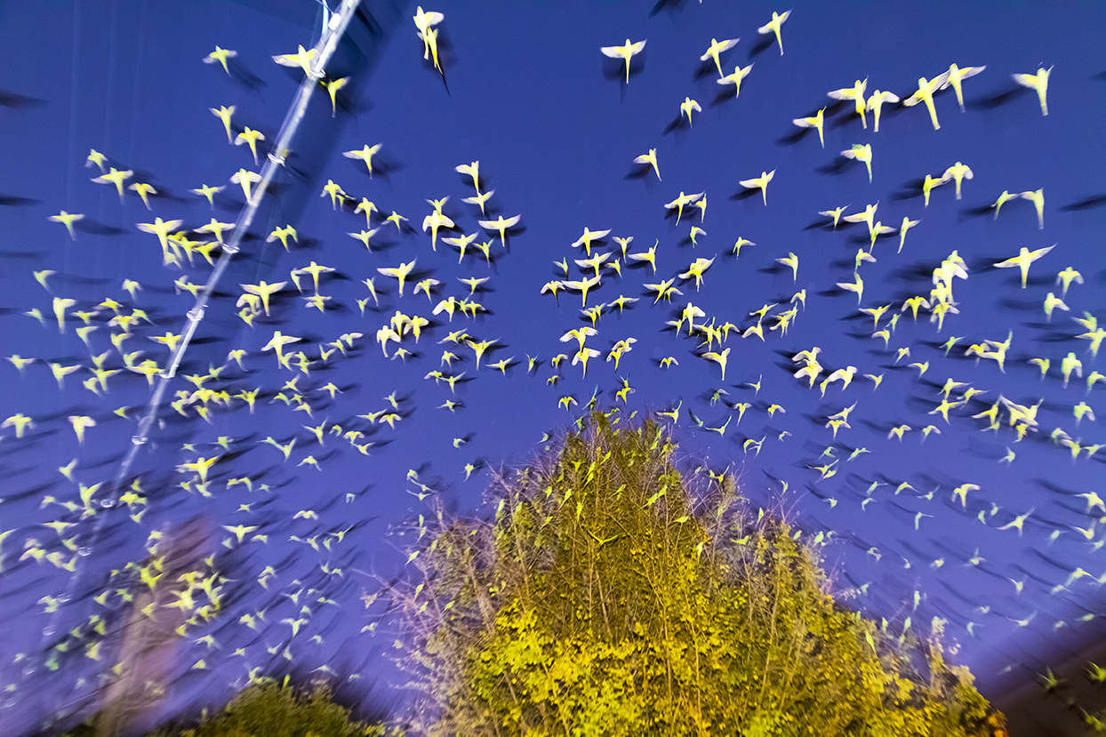 Image result for yoshinori mizutani The birds
