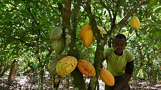 cocoa farm.jpeg