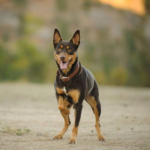 Thumbnail: BREED:— AUSTRALIAN KELPIE