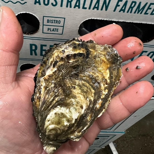Oysters Closed St. Helens, Tasmania Melbourne Food Squad