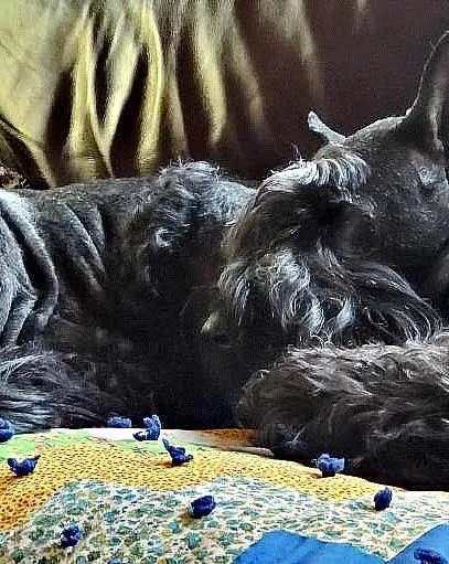 fanta c giant schnauzer