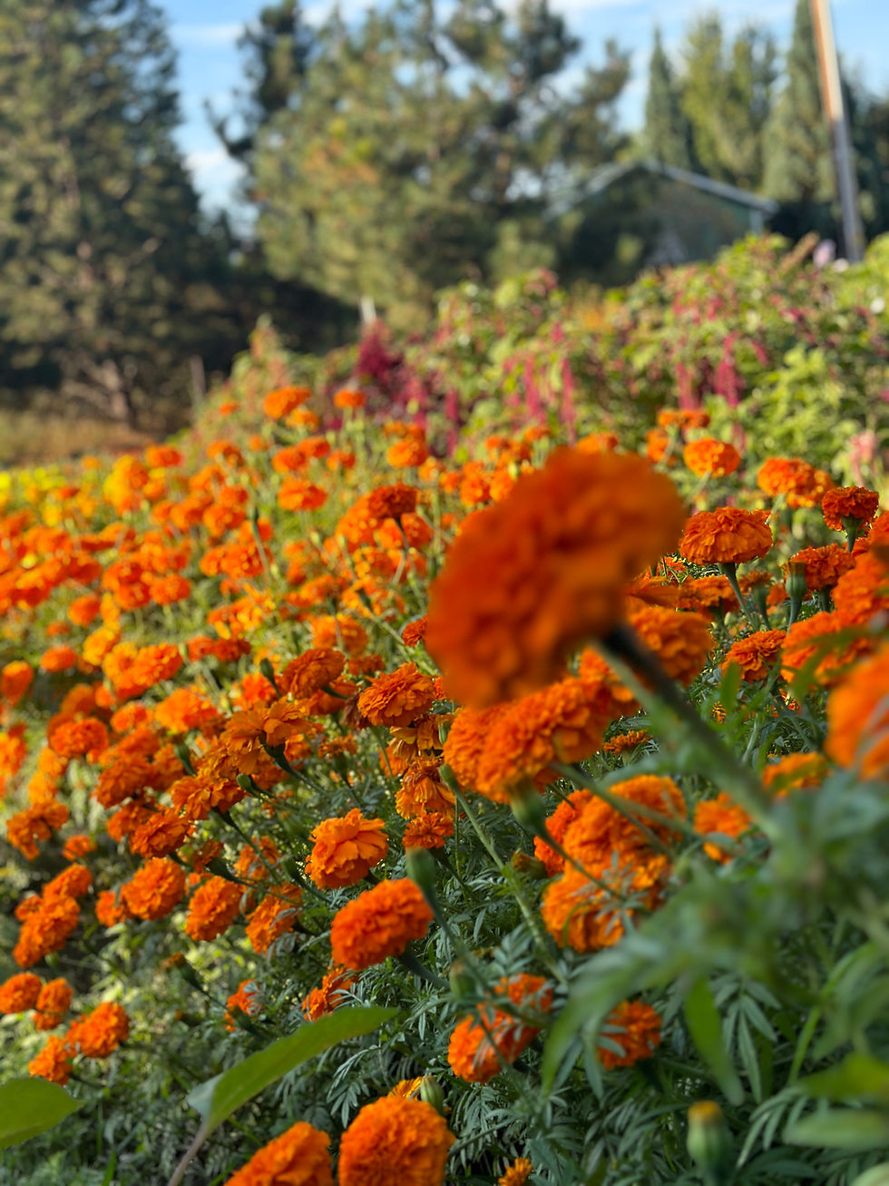 Thumbnail: Magic Marigold Garland