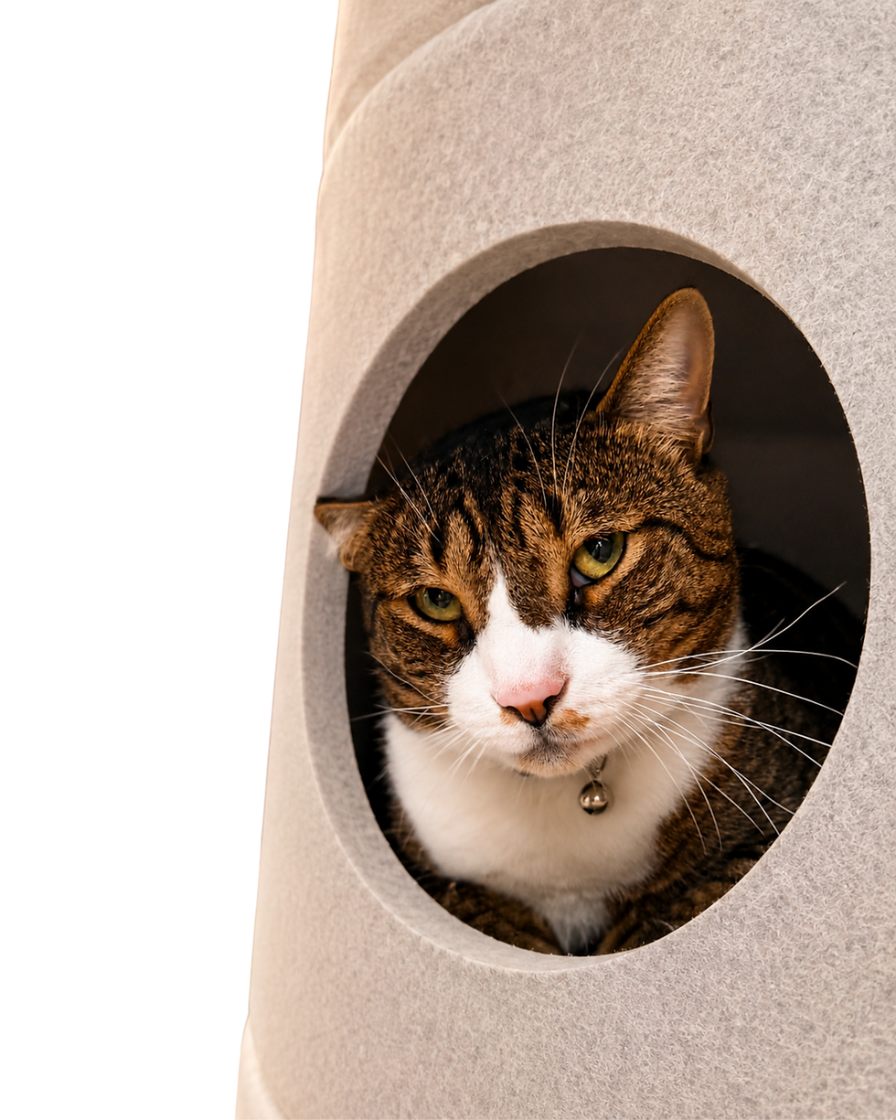 Tabby cat resting inside a cozy round cat condo with bird videos playing on a TV in the background.