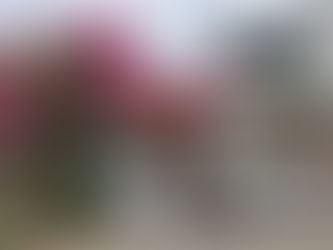 自然とアートな街並みが交わる場所、台東・池上で過ごす特別なひととき