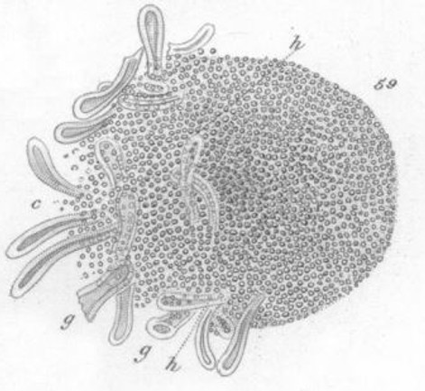 Nelson 1851 fig. 59 depiction of sperm entering egg.JPG