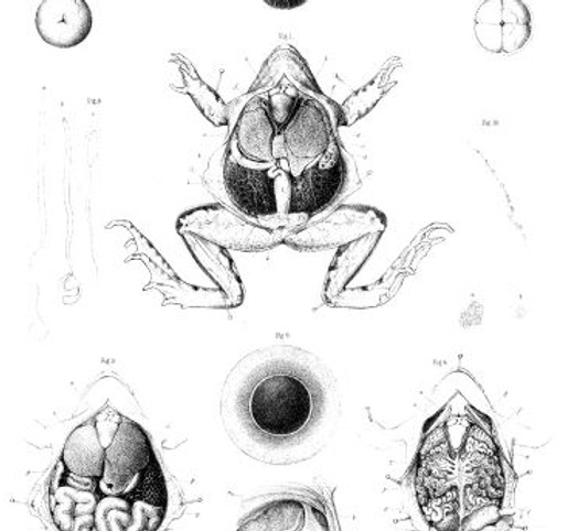frog plate from PhilTrans.JPG