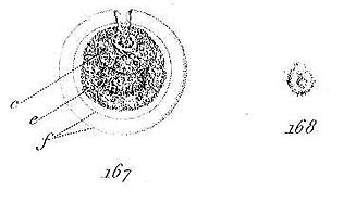 Barry 1840 fig. 167 and 168 orifice in egg and image of sperm sharpened.JPG