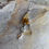 Thumbnail: Dendrite Quartz, Aquamarine and Burmese Spinal