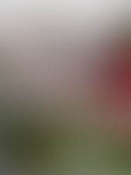 Chocolate sugar cookie recipe