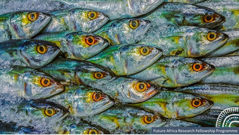 Small-scale fisheries to address global malnutrition