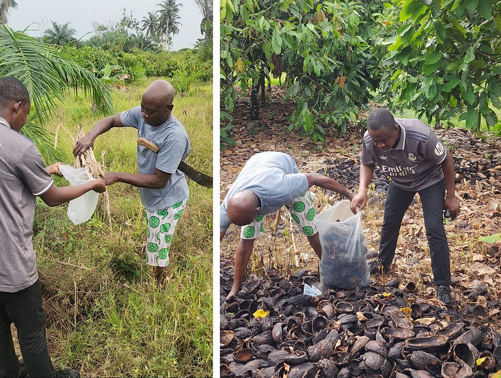 Sampling maize stalks (left) and cocoa pod husks (right) with a local farmer in the communities of Huniso and Pepesa (Ghana).