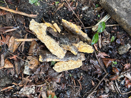 キッチンつまり　高圧洗浄機