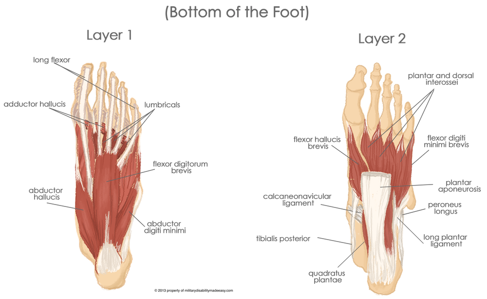 extrinsic foot muscles by layer extrinsic foot muscles by layer