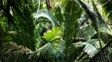 Jungle (3 von 2).jpg